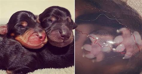 An emerging puppy, still in the amniotic sac Extracting fluids to help a puppy take his first breath Naming Within the first few days, we choose a litter theme and introduce each puppy by name
